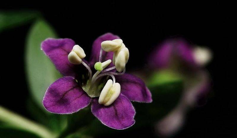 盆栽枸杞种植方法