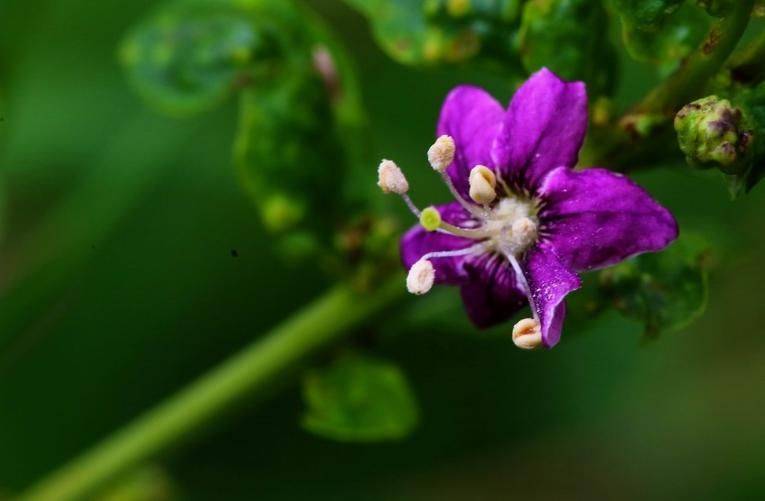 盆栽枸杞种植方法