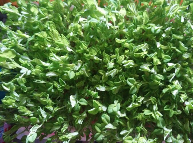 芽菜的种植方法
