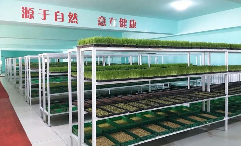 芽菜的种植方法
