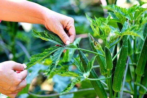 黄秋葵种植时间和方法