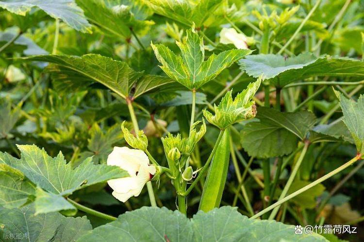 黄秋葵种植时间和方法