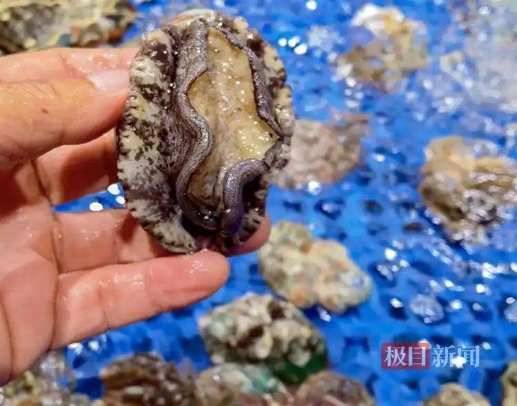 野生鲍鱼多少钱一斤