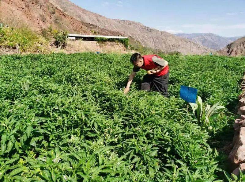 人参果,娃娃水果树种植技术