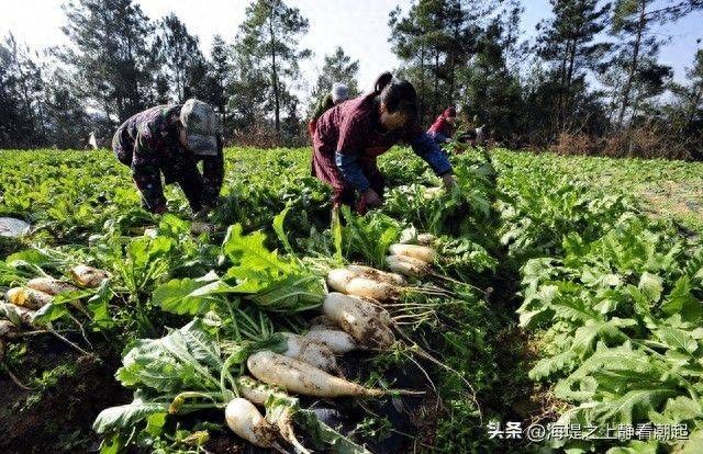 水果青萝卜种植