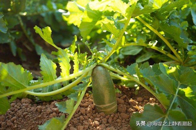 水果青萝卜种植