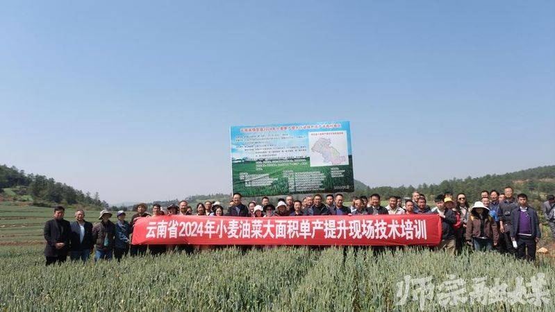 油菜种植方法