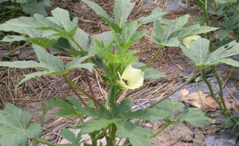 黄秋葵种植时间和方法