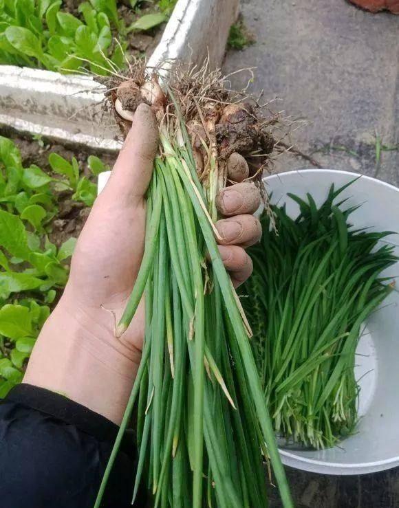 水果青萝卜种植