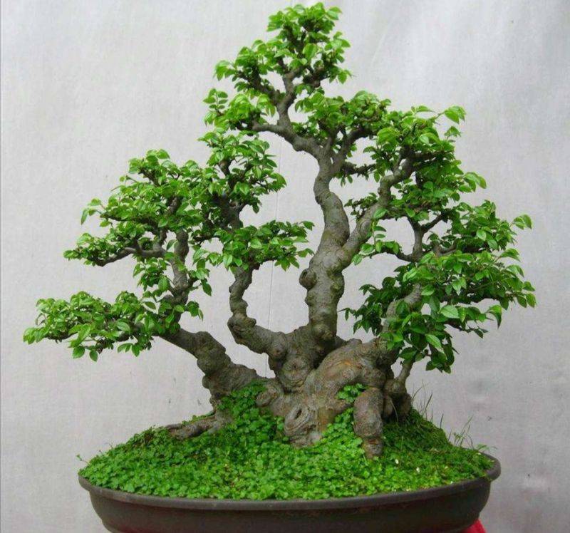 盆栽枸杞种植方法