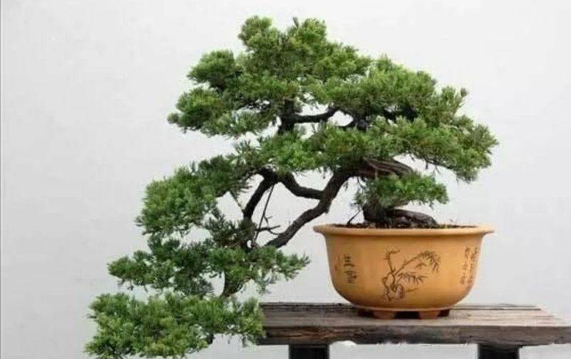 盆栽枸杞种植方法