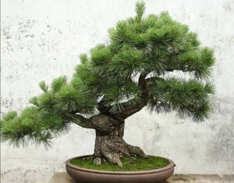 盆栽枸杞种植方法