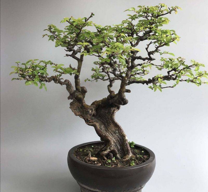 盆栽枸杞种植方法