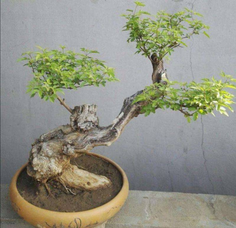 盆栽枸杞种植方法