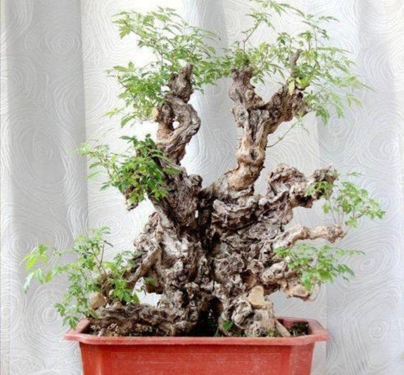 盆栽枸杞种植方法