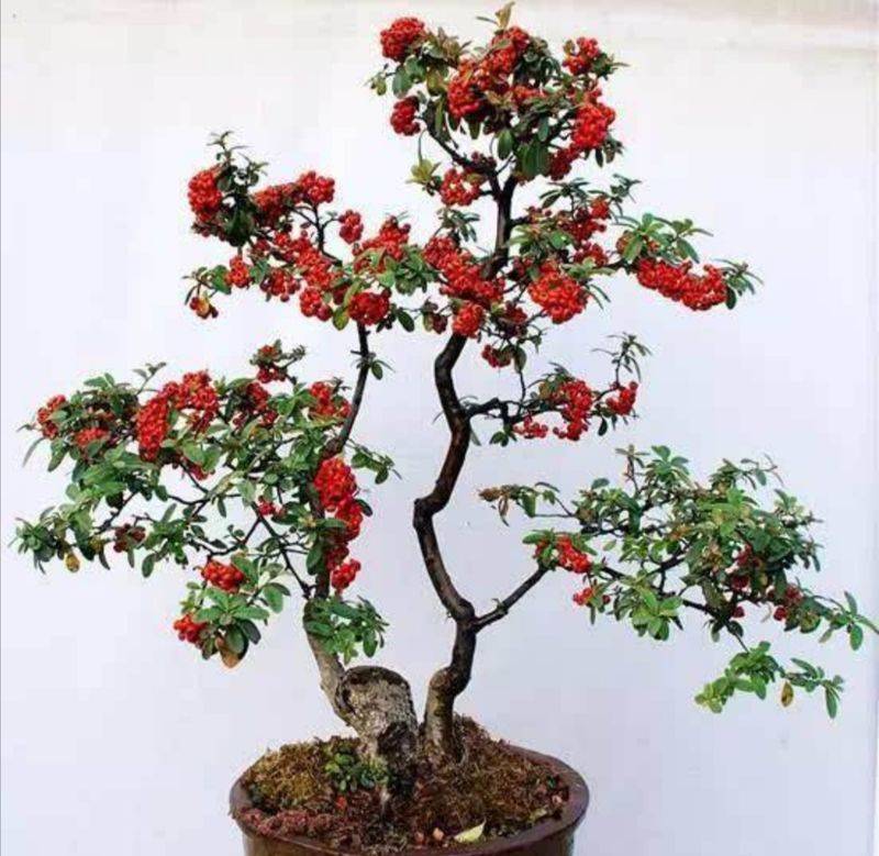 盆栽枸杞种植方法