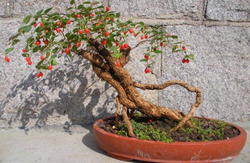 盆栽枸杞种植方法
