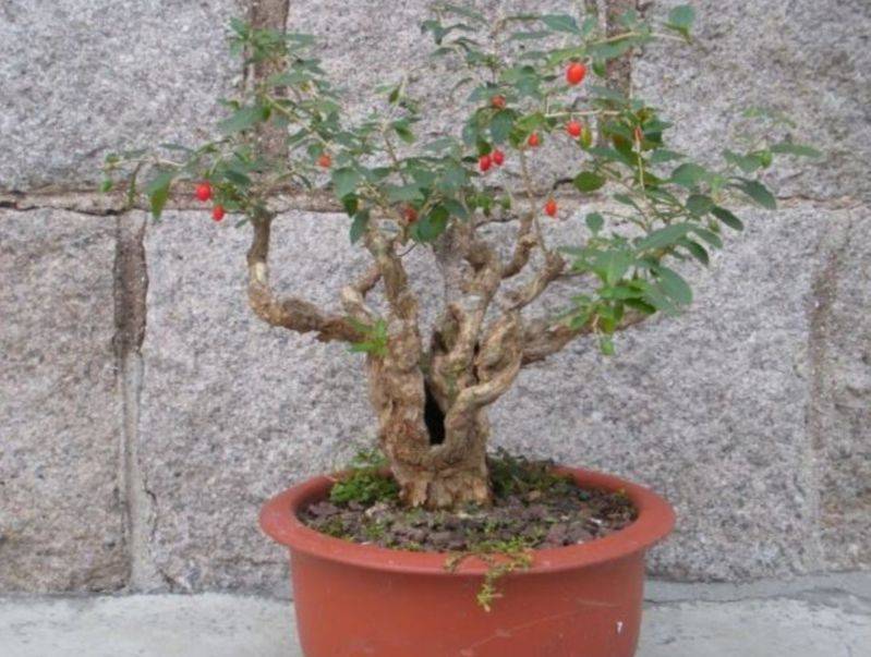 盆栽枸杞种植方法