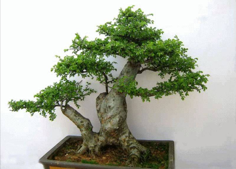 盆栽枸杞种植方法