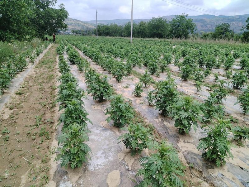 南非万寿菊的种植方法