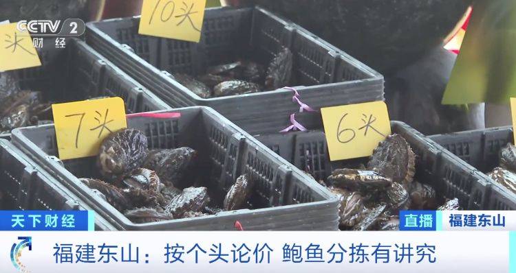 野生鲍鱼多少钱一斤
