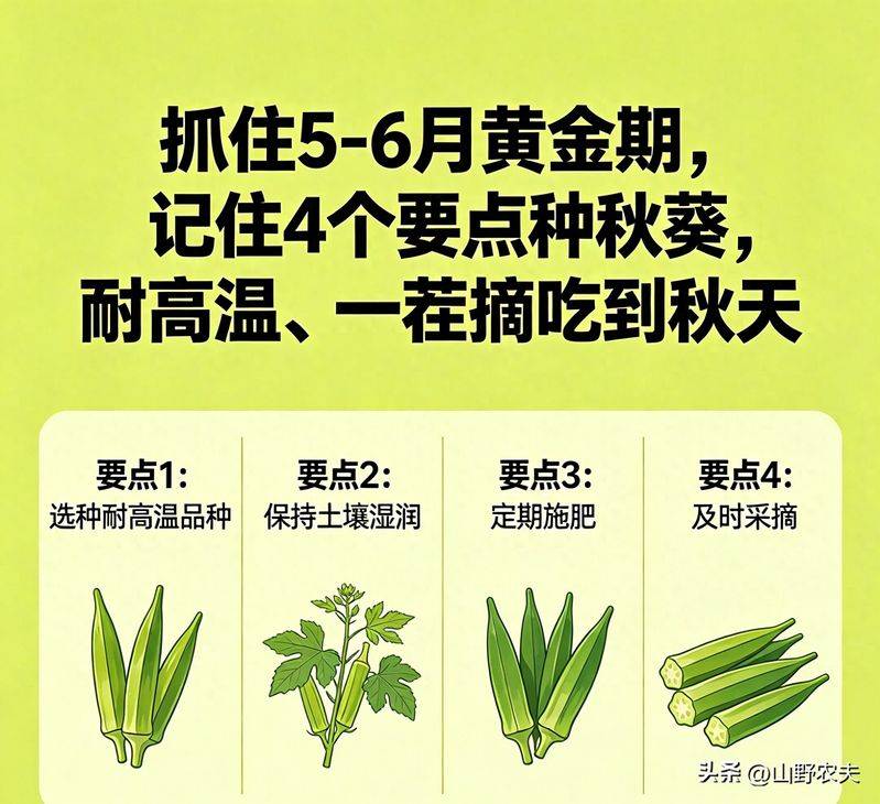 黄秋葵的种植技术