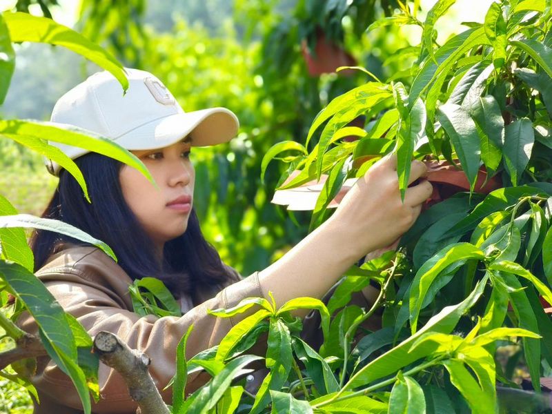 桃树种植技术