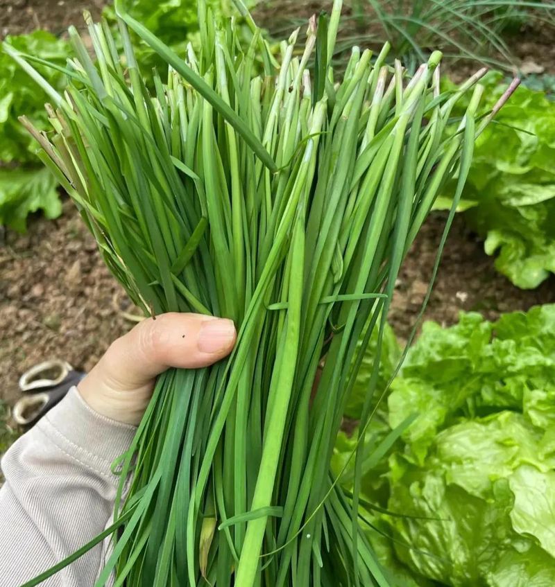 韭菜种植最简单方法