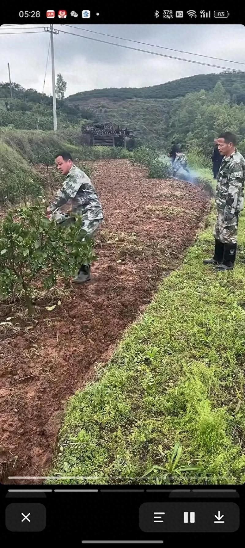 黄桃树的种植技术