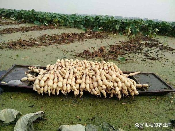 最新莲藕种植技术在线视频