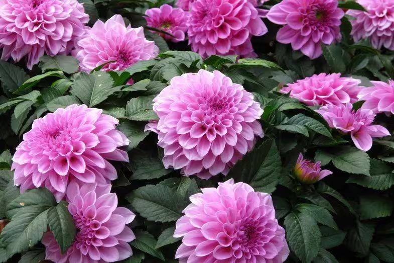 Daly flower planting techniques