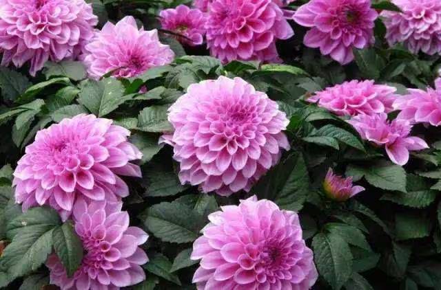 Daly flower planting techniques