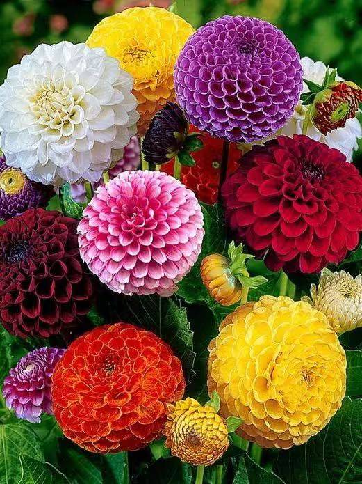 Daly flower planting techniques