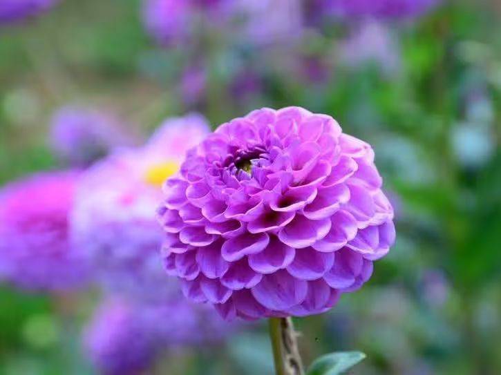 Daly flower planting techniques