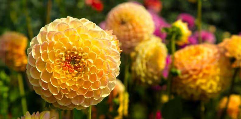 Daly flower planting techniques