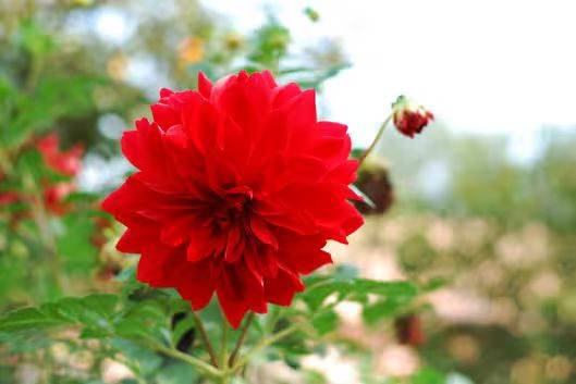 Daly flower planting techniques