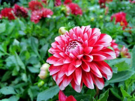 Daly flower planting techniques