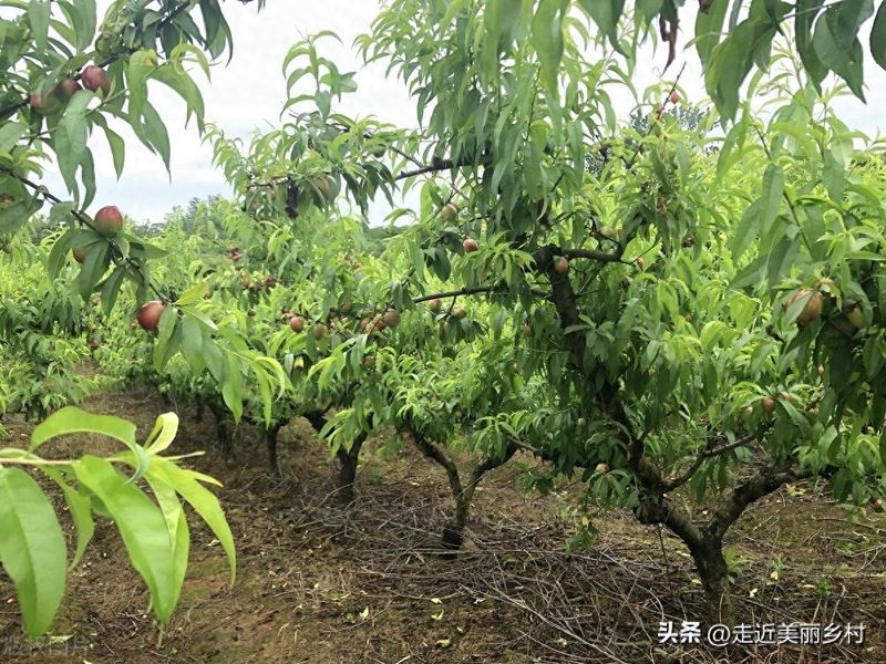黄桃树的种植技术