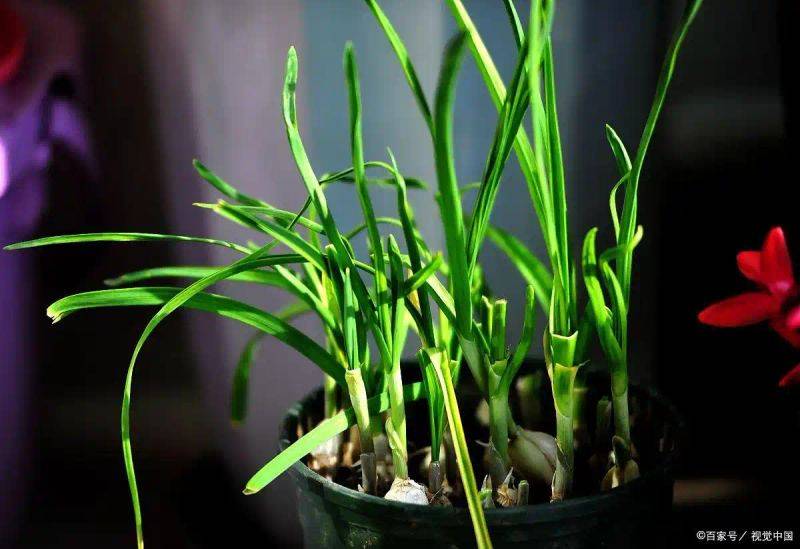 在水中兰花的种植方法