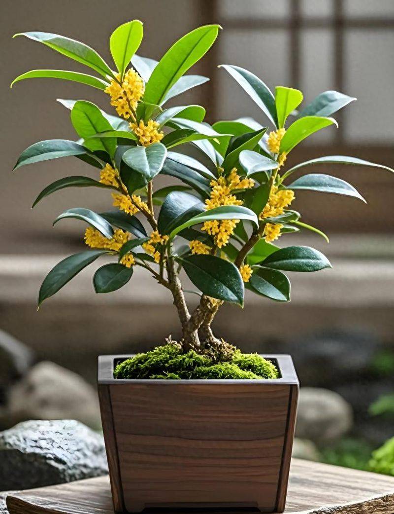 桂花树种子种植技术