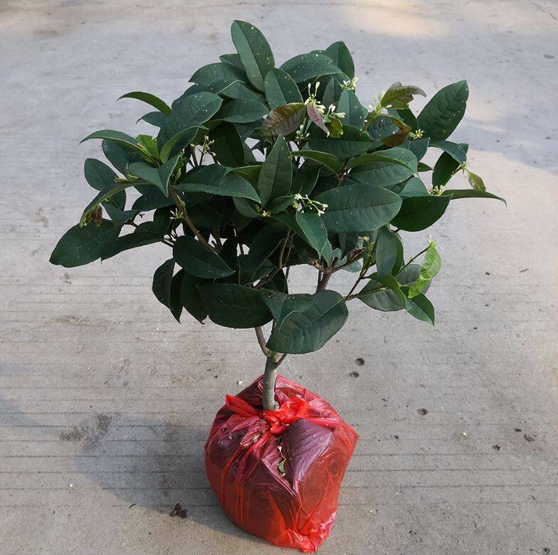 桂花树种子种植技术