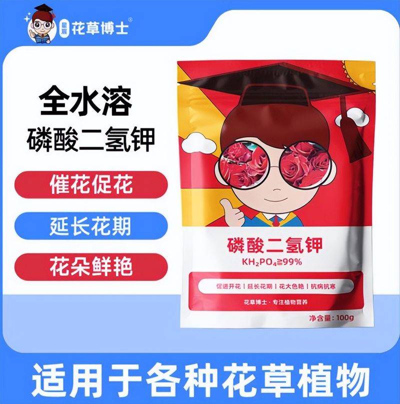 桂花树种子种植技术