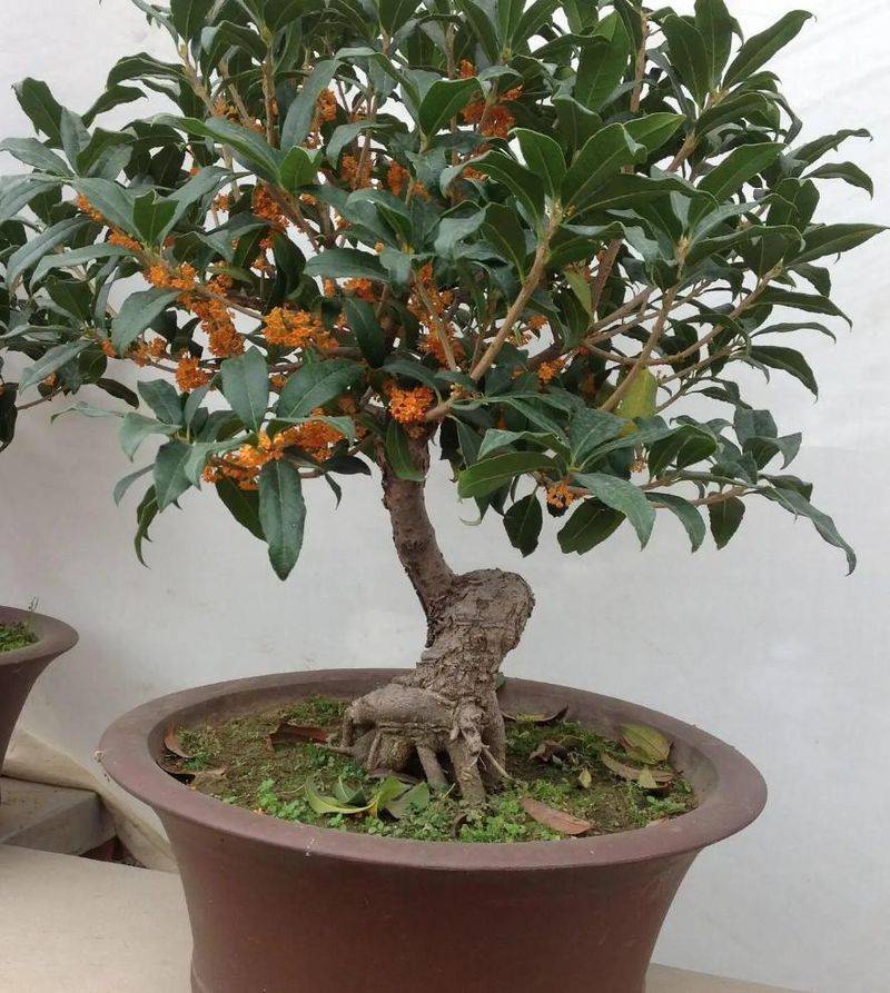 桂花树种子种植技术