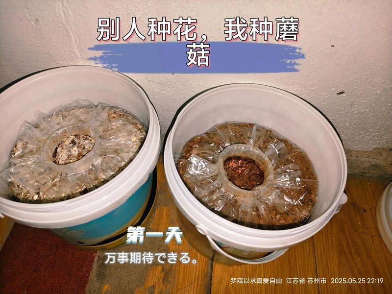 蘑菇种植技术要点
