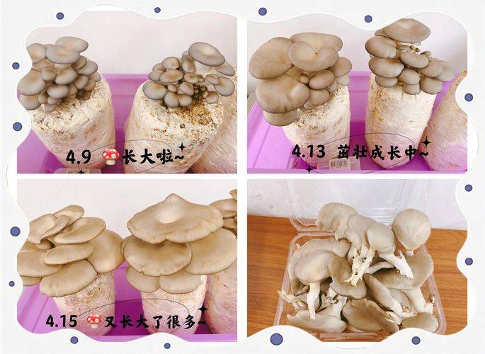蘑菇种植技术要点