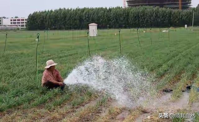 韭菜种植最简单方法