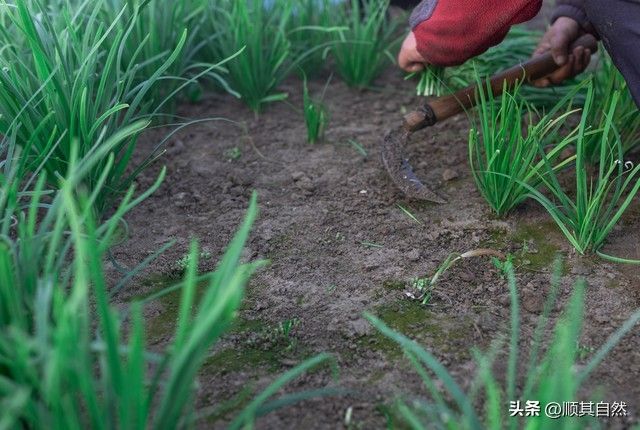 韭菜种植最简单方法
