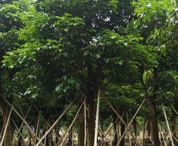 秋枫树种植技术
