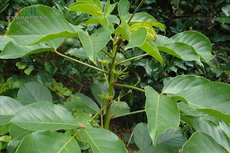 秋枫树种植技术