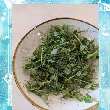 豆苗的种植方法